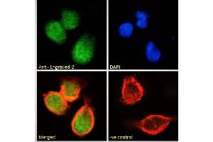 Immunofluorescence (IF) image for anti-Engrailed Homeobox 2 (EN2) (C-Term) antibody (ABIN185576)