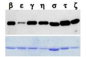 Western Blotting (WB) image for anti-14-3-3 Pan antibody (ABIN1105134) (14-3-3 Pan 抗体)