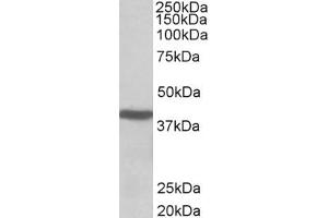 ABIN571083 (0. (ACAT1 抗体  (AA 253-266))