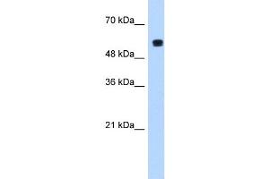 PUF60 antibody used at 1. (PUF60 抗体  (C-Term))
