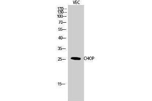 Western Blotting (WB) image for anti-DNA-Damage-Inducible Transcript 3 (DDIT3) (Ser301) antibody (ABIN3174391) (DDIT3 抗体  (Ser301))
