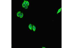 Immunofluorescent analysis of HepG2 cells using ABIN7168711 at dilution of 1:100 and Alexa Fluor 488-congugated AffiniPure Goat Anti-Rabbit IgG(H+L) (SCG2 抗体  (AA 31-617))