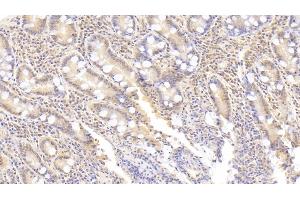 Detection of IK in Human Small intestine Tissue using Polyclonal Antibody to IK Cytokine, Down Regulator Of HLA II (IK) (Protein Red (IK) (AA 1-192) 抗体)