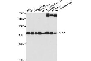 Western blot analysis of extracts of various cell lines, using NSA2 antibody (ABIN6293774) at 1:1000 dilution. (NSA2 抗体)