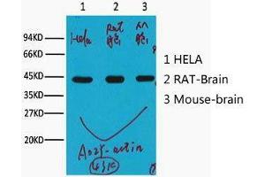 Western Blot (WB) analysis of HeLa (1), Rat Brain (2), Mouse Brain (3), (A02) diluted at 1:10000. (beta Actin 抗体)