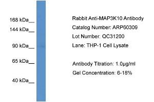 Western Blotting (WB) image for anti-Mitogen-Activated Protein Kinase Kinase Kinase 10 (MAP3K10) (C-Term) antibody (ABIN786125) (MAP3K10 抗体  (C-Term))