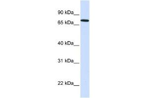 SETDB2 antibody used at 1 ug/ml to detect target protein. (SETDB2 抗体  (N-Term))