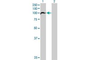 Western Blot analysis of PBXIP1 expression in transfected 293T cell line by PBXIP1 MaxPab polyclonal antibody. (PBXIP1 抗体  (AA 1-731))