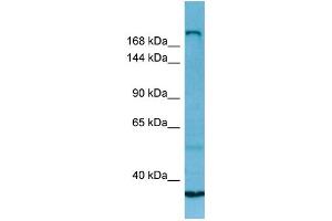 WB Suggested Anti-MYH13 Antibody Titration: 1. (MYH13 抗体  (C-Term))