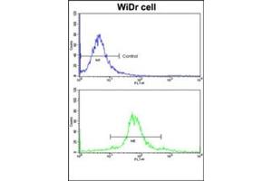 Image no. 1 for anti-Ets Variant 4 (ETV4) (AA 426-455), (C-Term) antibody (ABIN452983) (ETV4 抗体  (C-Term))