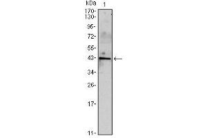 Western Blot showing INHA antibody used against mouse spermary (1) tissues lysate. (Inhibin alpha 抗体)