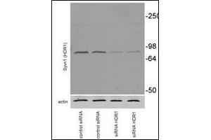 Mouse Neuroblastoma Neuro2A (N2A) was transiently transfected, collected at 72h after transfection.