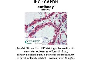Image no. 1 for anti-Glyceraldehyde-3-Phosphate Dehydrogenase (GAPDH) (AA 9-323) antibody (ABIN1734616) (GAPDH 抗体  (AA 9-323))