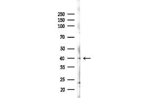 Western blot analysis of lysates from Rat brain, using SERPIN Antibody at 1/1000 dilution.