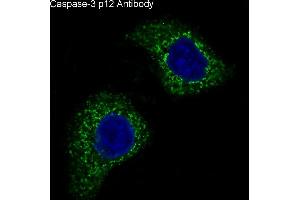 Immunofluorescent analysis of HeLa cells, using Caspase-3 p12 Antibody. (Recombinant Caspase 3 p12 抗体)