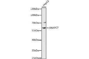 Western blot analysis of extracts of HepG2 cells, using  antibody (ABIN7265582) at 1:1000 dilution. (ANAPC7 抗体)
