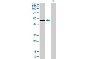 Western Blotting (WB) image for anti-Mitogen-Activated Protein Kinase 8 (MAPK8) (AA 1-384) antibody (ABIN519235)