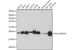 Western blot analysis of extracts of various cell lines, using Smac/Diablo Rabbit mAb (ABIN7270177) at 1:1000 dilution. (DIABLO 抗体)