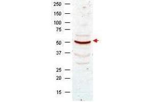 Western Blotting (WB) image for anti-Cyclin B1 (CCNB1) antibody (ABIN97948)
