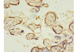 Immunohistochemistry (IHC) image for anti-Solute Carrier Family 13 Member 4 (SLC13A4) (AA 134-273) antibody (ABIN7170098)
