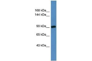WB Suggested Anti-Hps3 Antibody Titration:  0. (HPS3 抗体  (N-Term))