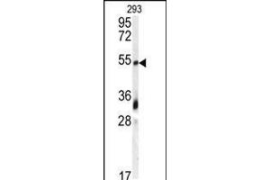 Western blot analysis of anti-GDF10 Antibody in 293 cell line lysates (35ug/lane) (GDF10 抗体  (N-Term))