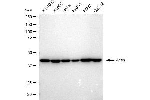 Western blotting analysis using Actin antibody (ABIN7797461).