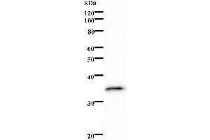 Western Blotting (WB) image for anti-CCAAT/enhancer Binding Protein (C/EBP), epsilon (CEBPE) antibody (ABIN931181) (CEBPE 抗体)