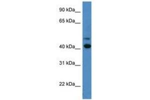 Image no. 1 for anti-Blue Opsin (AA 197-246) antibody (ABIN6746707) (Blue Opsin (AA 197-246) 抗体)