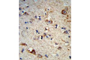 Formalin-fixed and paraffin-embedded human brain tissue reacted with EXT2 Antibody (Center), which was peroxidase-conjugated to the secondary antibody, followed by DAB staining. (EXT2 抗体  (AA 182-209))