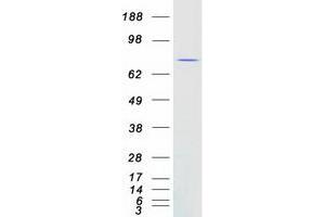 Western Blotting (WB) image for Chromosome 4 Open Reading Frame 14 (C4orf14) protein (Myc-DYKDDDDK Tag) (ABIN2715519)