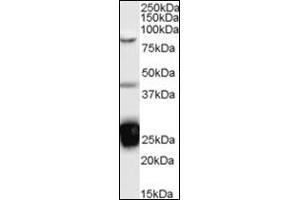 Western Blot Image: Antibody (0. (TIA1 抗体  (Internal Region))