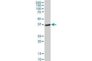 PLSCR1 MaxPab rabbit polyclonal antibody. (PLSCR1 抗体  (AA 1-318))