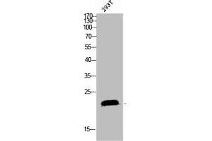 Western blot analysis of 293T lysis using SRp20 antibody. (SRSF3 抗体  (C-Term))