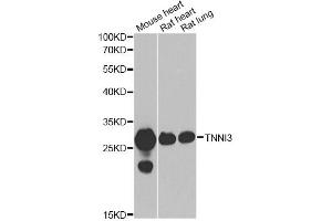 Western blot analysis of extracts of various cell lines, using TNNI3 antibody (ABIN2560479) at 1:1000 dilution.