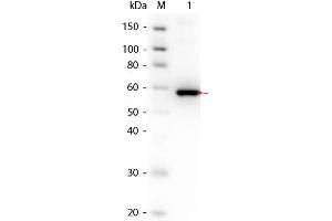 Western Blot of AKT3 (phosphatase treated) Human Recombinant Protein. (AKT3 蛋白)