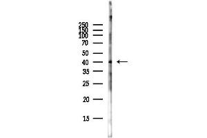 Western blot analysis of lysates from Rat liver, using AQP1 Antibody at 1/1000 dilution.