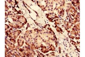 Immunohistochemistry analysis of human pancreatic tissue using ABIN7147553 at dilution of 1:100 (CHID1 抗体  (AA 20-393))
