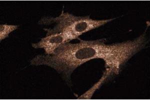 Immunofluorescence staining of WI-38 cells (Human lung fibroblasts, ATCC CCL-75).
