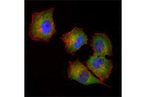 Immunofluorescence analysis of Hela cells using NME1 mouse mAb (green). (NME1 抗体)