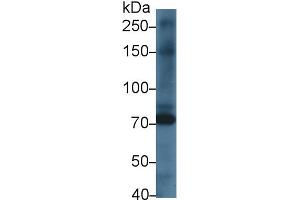 Western Blot; Sample: Rat Heart lysate; Primary Ab: 1µg/ml Rabbit Anti-Rat KEL Antibody Second Ab: 0.