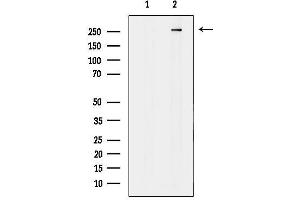 Western blot analysis of lysates from COLO205, using MAP1A Antibody. (MAP1A 抗体  (Internal Region))