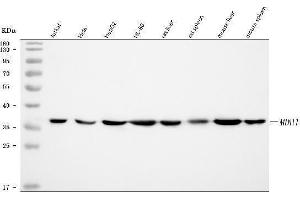 Western blot analysis of MDH1 using anti-MDH1 antibody (ABIN7602039).