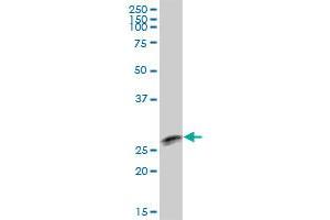 TTC9B MaxPab polyclonal antibody. (TTC9B 抗体  (AA 1-239))