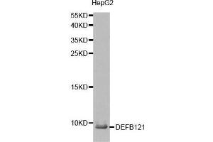 Western blot analysis of extracts from HepG2 cell, using DEFB121 antibody. (DEFB121 抗体  (AA 1-76))