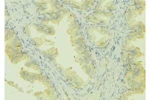 ABIN6273004 at 1/100 staining Mouse colon tissue by IHC-P. (Leiomodin 1 抗体  (C-Term))