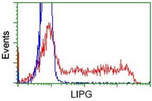 Image no. 1 for anti-Lipase, Endothelial (LIPG) antibody (ABIN1499171) (LIPG 抗体)
