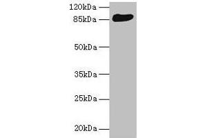 Western blot All lanes: THAP12 antibody at 10 μg/mL + HepG2 whole cell lysate Secondary Goat polyclonal to rabbit IgG at 1/10000 dilution Predicted band size: 88, 57 kDa Observed band size: 88 kDa