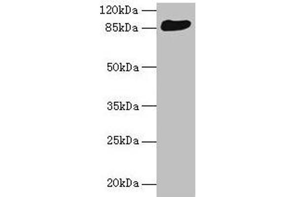 PRKRIR Antikörper  (AA 612-761)