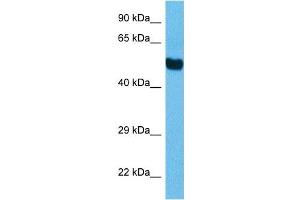 Host:  Mouse  Target Name:  TFE3  Sample Tissue:  Mouse Brain  Antibody Dilution:  1ug/ml (TFEB 抗体  (C-Term))